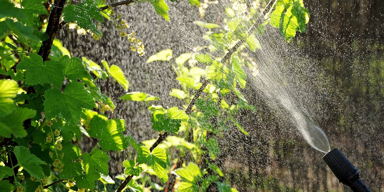 Permetezni fogják a közterületi vadgesztenye- és platánfákat