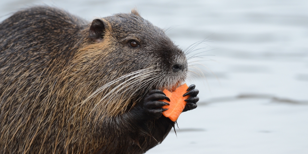 Elbontják a belterületi hódgátakat a Dera-patakon