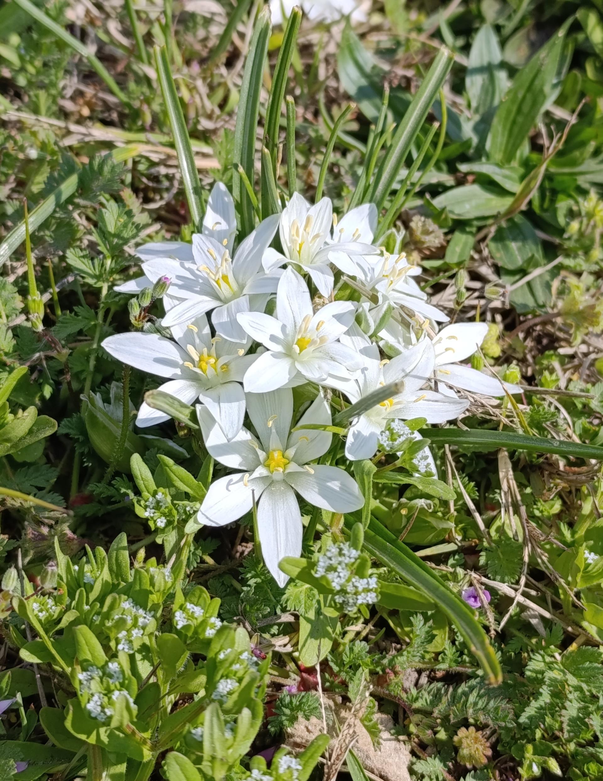 Költészet napja 2026